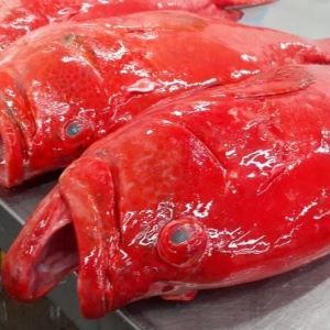 Grouper red heel